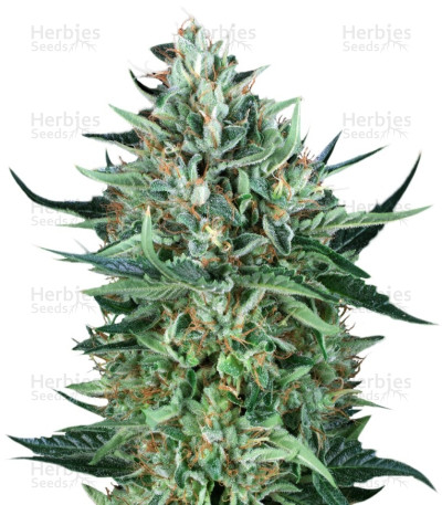 Cold Greek Kush