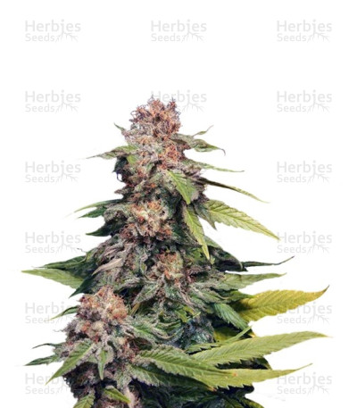 Kannabia Special — Kannabia Seeds