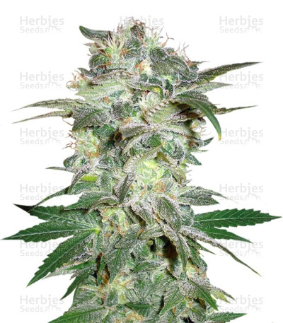 Mazar Kush