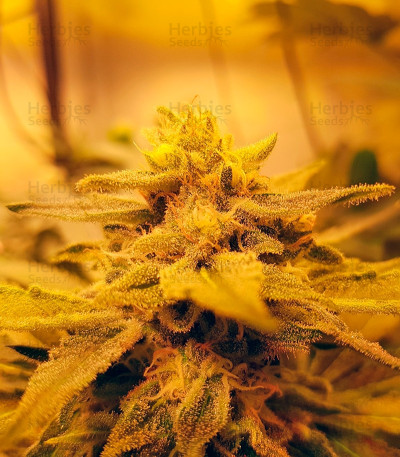 Glueberry O.G. — Dutch Passion