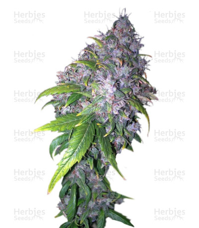 AK Auto