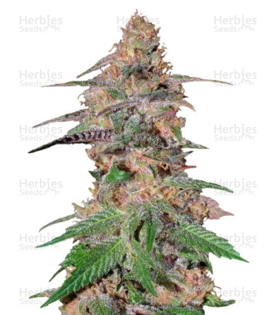 Da Purps