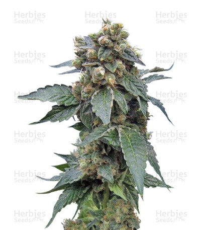 S.A.G.E 'n Sour — T.H. Seeds