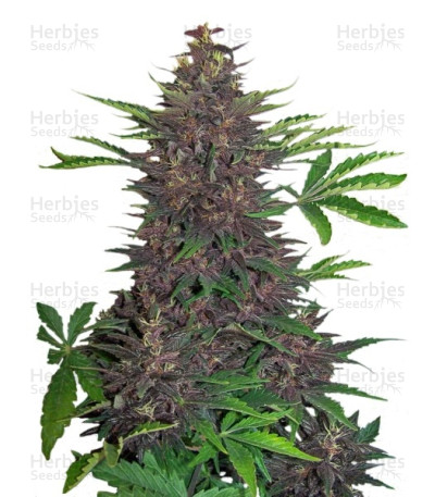 Buddha Purple Kush Auto — Buddha Seeds