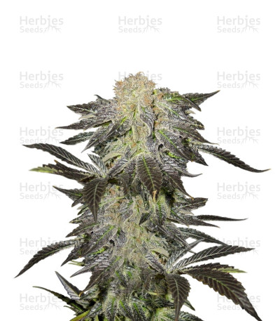 Mendocino Madness