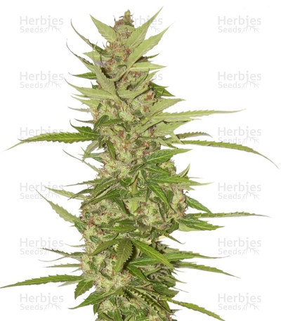 Northern Lights X Big Bud Ryder