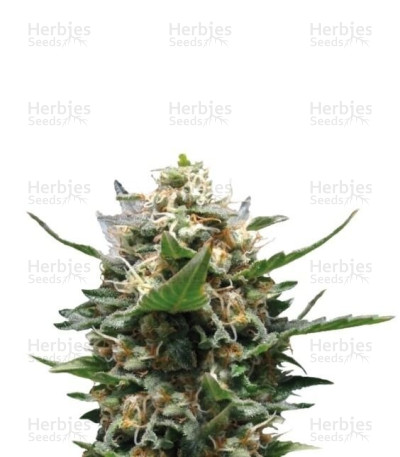 Royal Medic CBD
