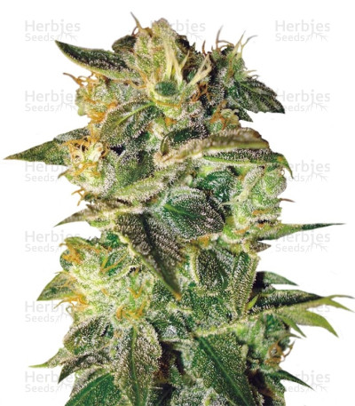 Sugar Mango Ryder