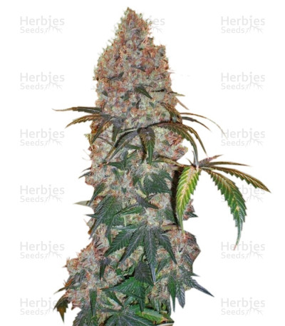 Violator Kush — Barney's Farm