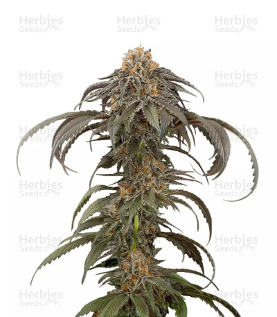 Purple Afghan Kush