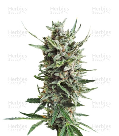 Auto Critical Hog — T.H. Seeds