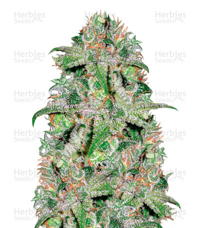 Doctor Jamaica — Vision Seeds