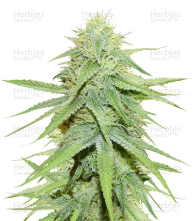 Grand Master Kush