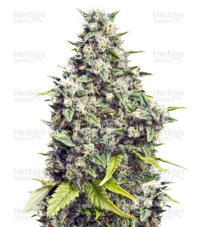 Grapefruit — Female Seeds