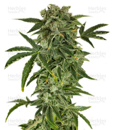 Haze Auto — Dinafem Seeds