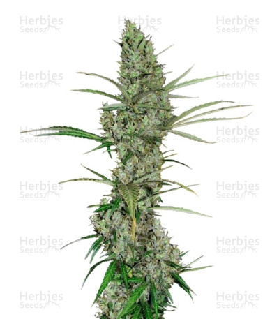 Heavy Duty Fruity — T.H. Seeds