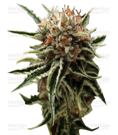 Shark — Pyramid Seeds