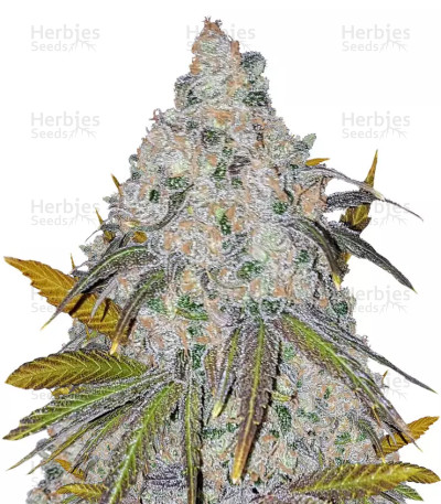 White Caramel Cookie — Sumo Seeds