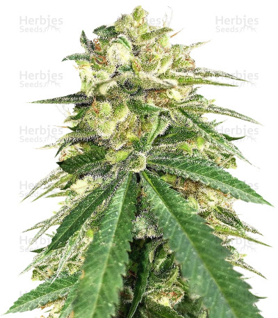 White Widow X Big Bud Auto