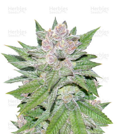 Blueberry Cheesecake — Female Seeds