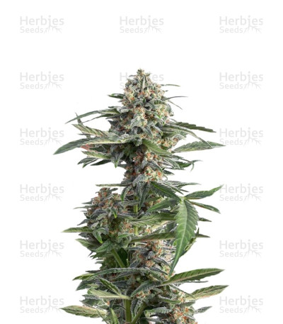 Critical Cheese Autoflowering — Dinafem Seeds