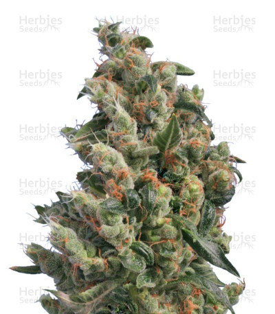 Kushage