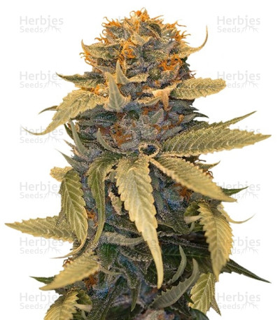 Lost Coast OG