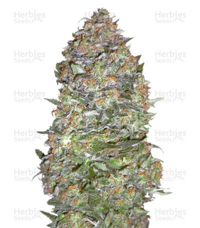 NYC Diesel Auto fem — Barney's Farm