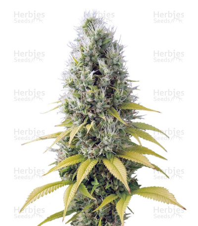 Shark Shock CBD