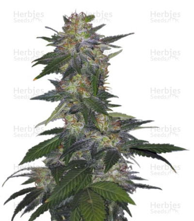 The Hog — T.H. Seeds