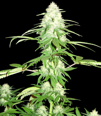 Green Mango — Sumo Seeds