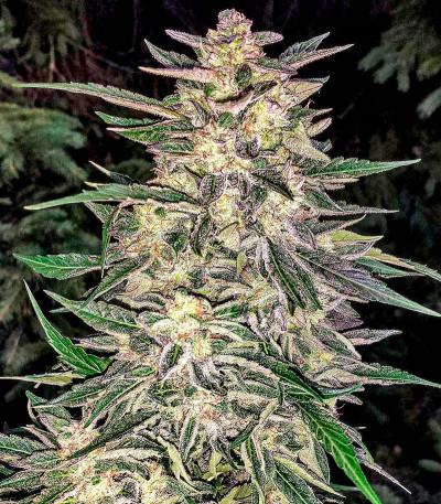 Lemon Juice Express Auto — Humboldt Seeds Organization
