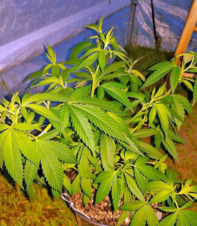 Papaya — Nirvana Seeds