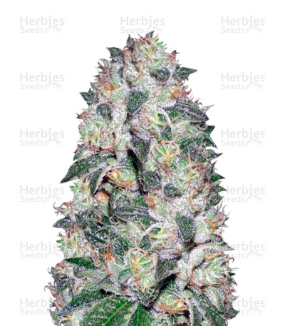 Auto OG Kush — Victory Seeds