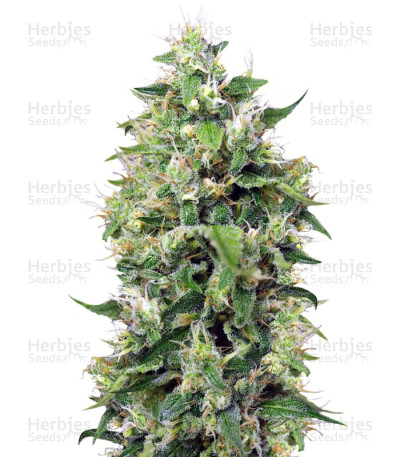 Blow Mind Auto