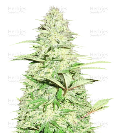 Blue Nitro Haze