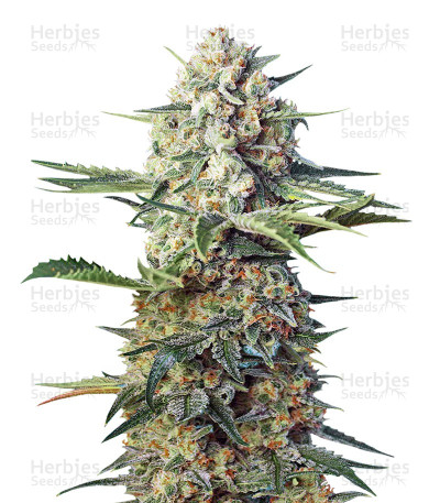 Crystal Candy F1 Fast Version — Sweet Seeds