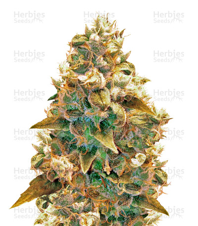 AK-49 — Vision Seeds