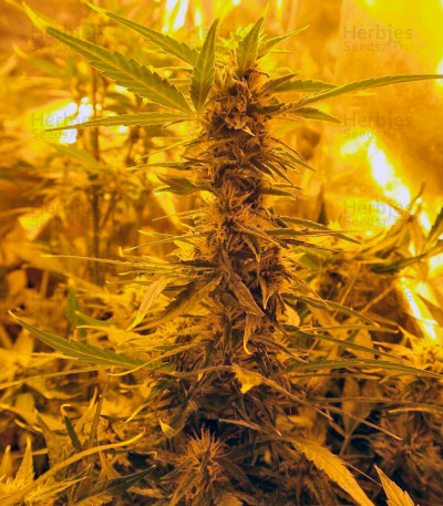 Auto Super Hash feminized seeds for sale - Herbies Seeds