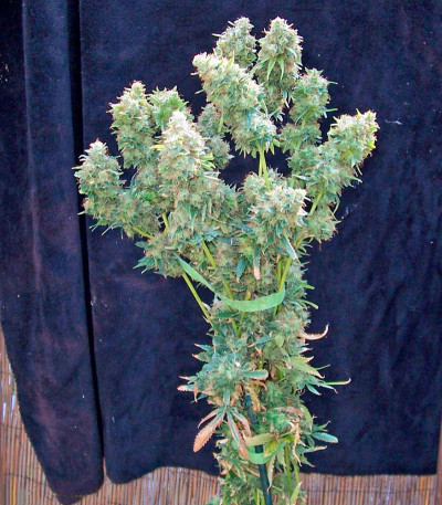 Yumbolt 47 — World of Seeds