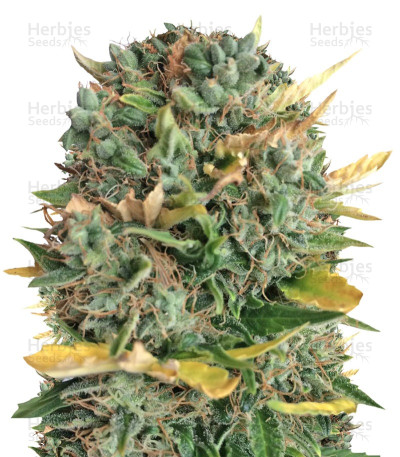Alpujarreña Auto