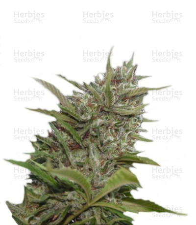 Whiteberry Auto