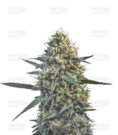 Critical Hog — T.H. Seeds