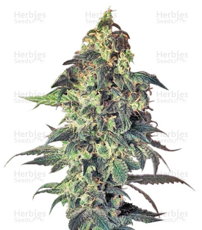 Northern VIP — VIP Seeds