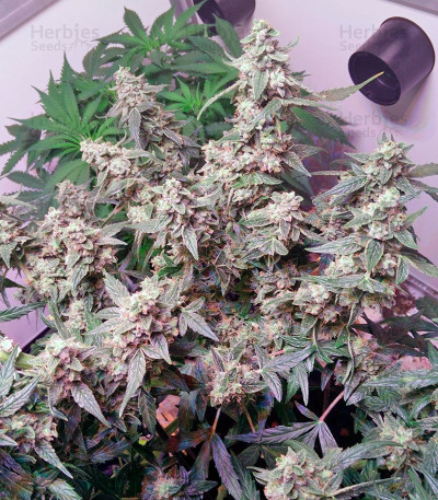 PolarLight #2 Auto — Dutch Passion