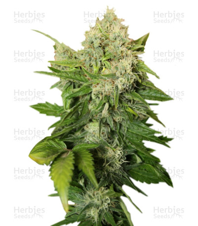 Chronic