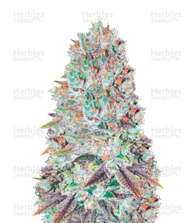 Original Berry — Victory Seeds
