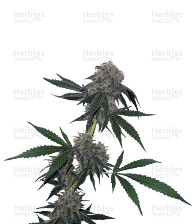 Jack Flash — Sensi Seeds