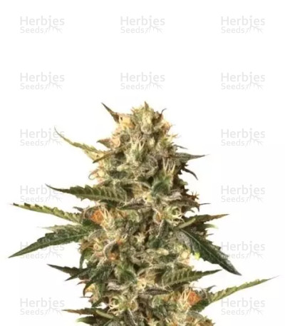 Mother Gorilla — Royal Queen Seeds