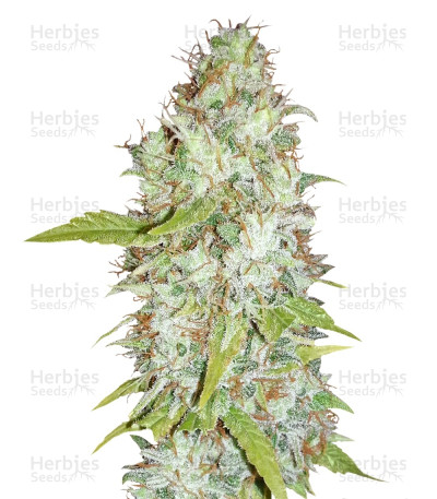 Afghan Kush X Skunk